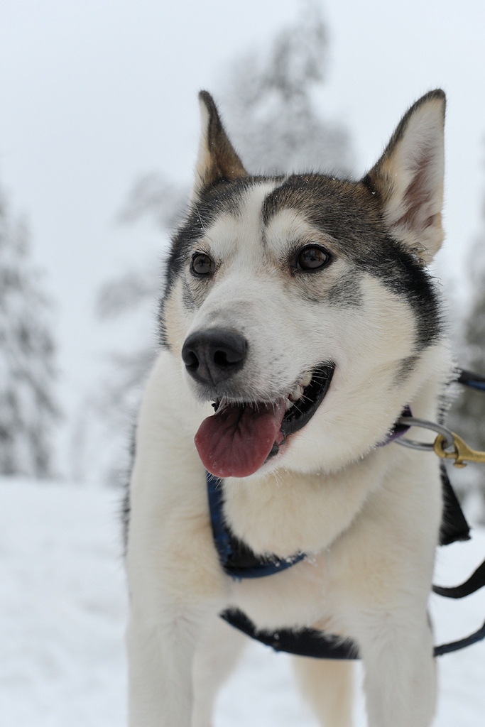 s870 Husky 8963 h  5