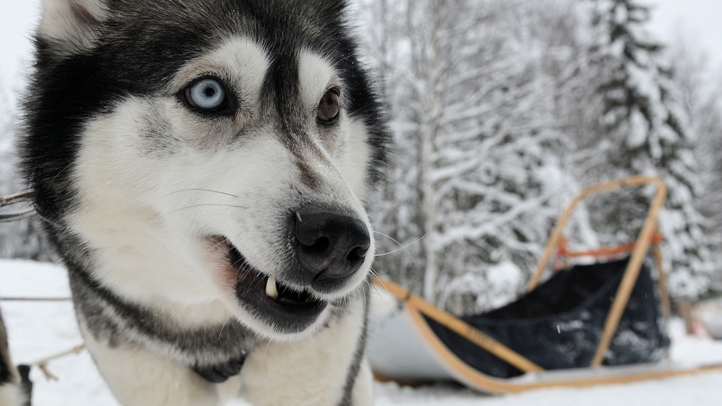 s870 Husky 9016  5