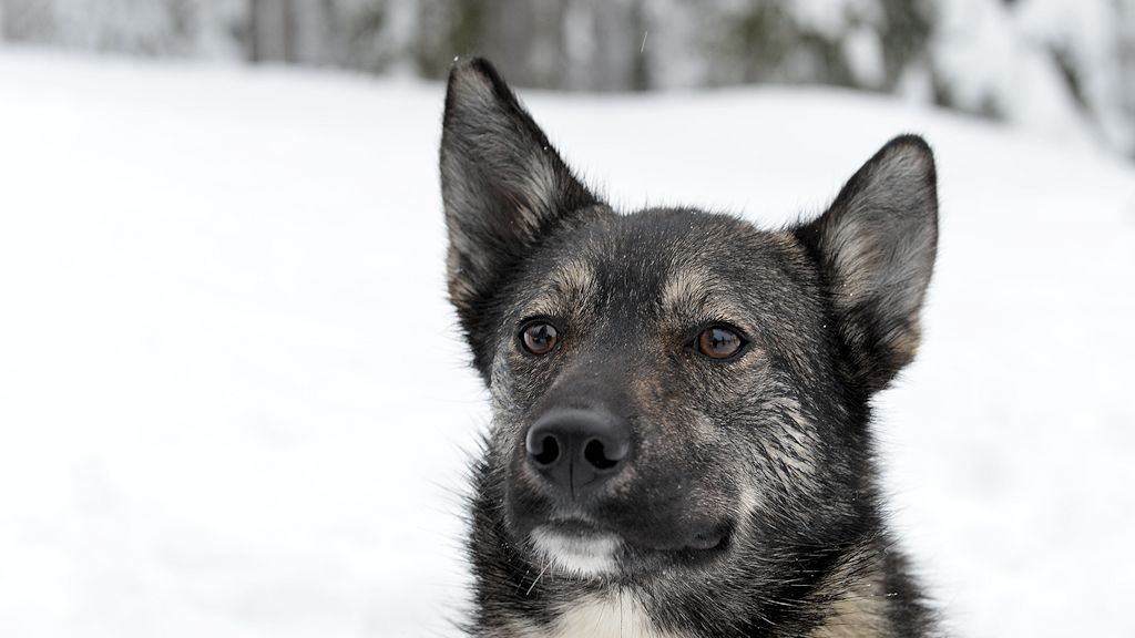 s871 Husky 8977