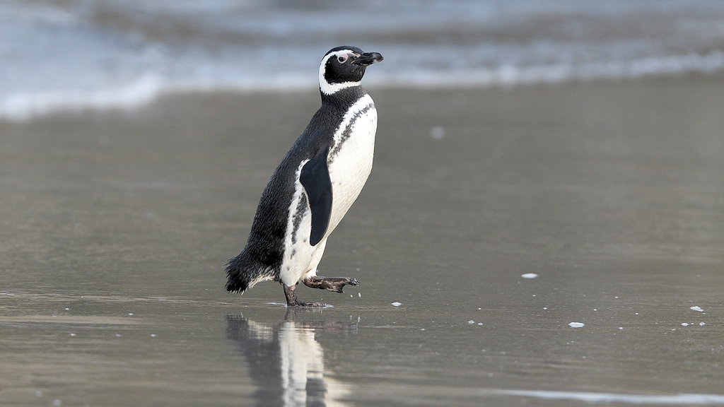 s881 MagellanPinguin 2036