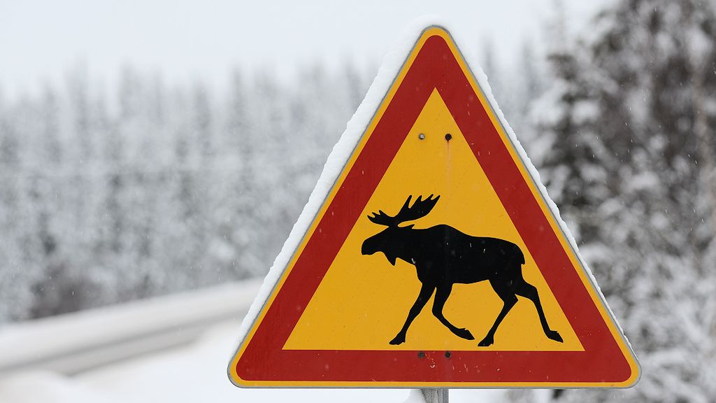 s882 ElchSchild 5984