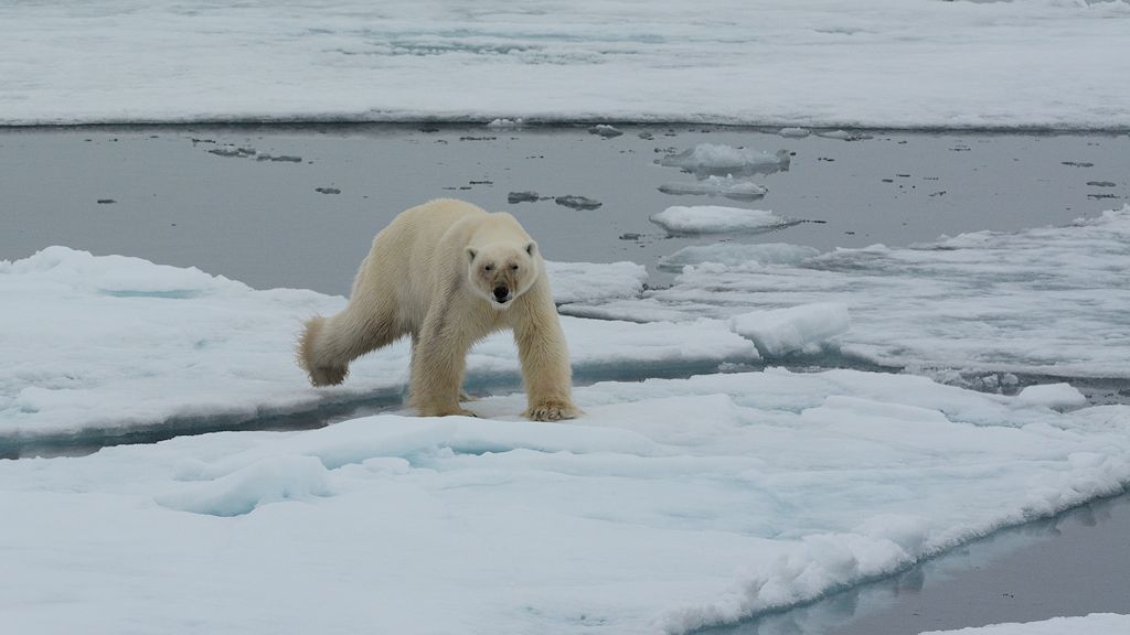 s968 Eisbär 7295