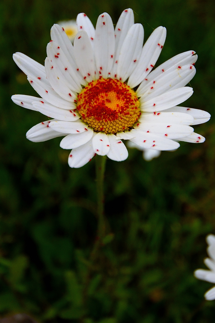Sababurg - Dornröschenschloß_035_a_01.JPG