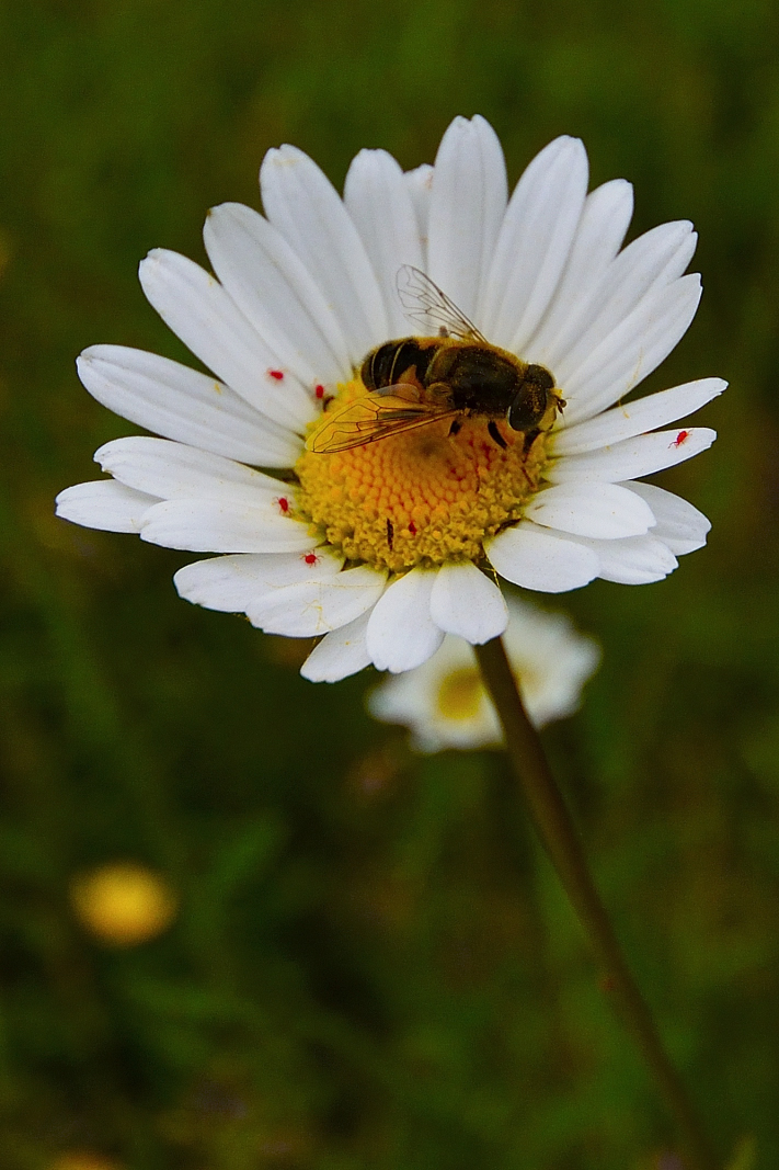Sababurg - Dornröschenschloß_038_a_01.JPG