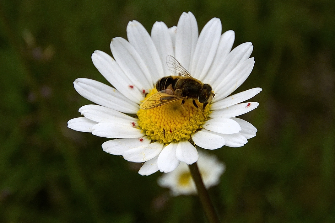 Sababurg - Dornröschenschloß_038_b_01.JPG