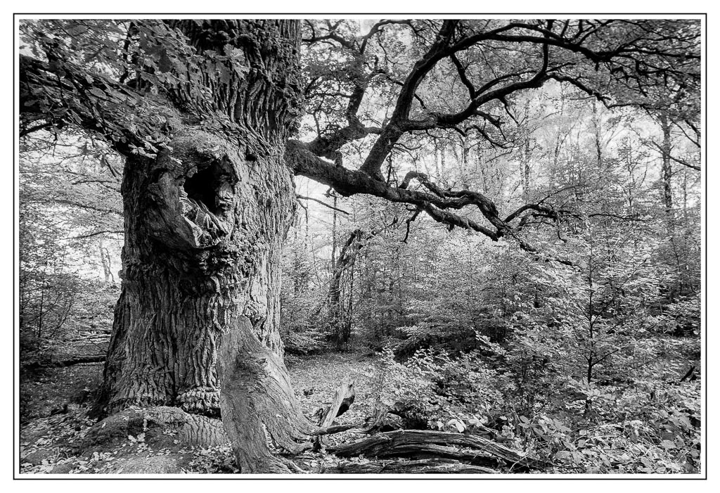 Sabawald SW analog 4 Bearbeitet