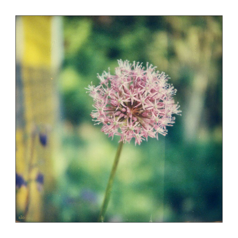 Sabine Lommatzsch 365 Tage Projekt 20170522 Schrebergarten Polaroid Sternkugellauch
