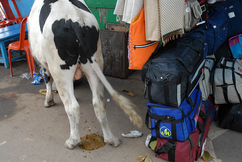 Sacred cow at Chamundi Hill