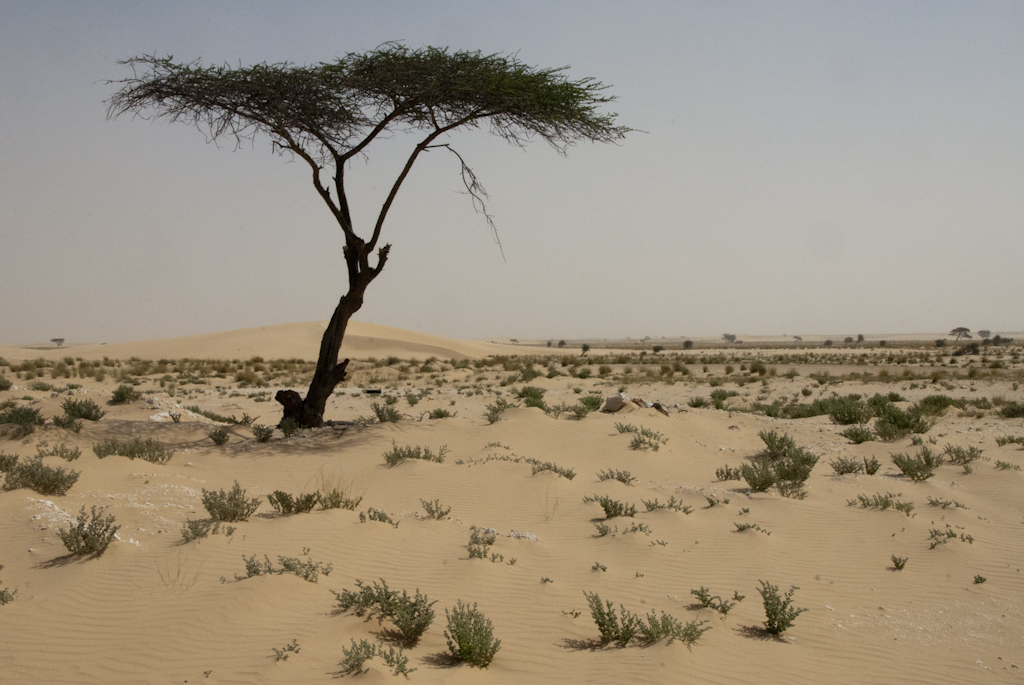 Sahara Baum