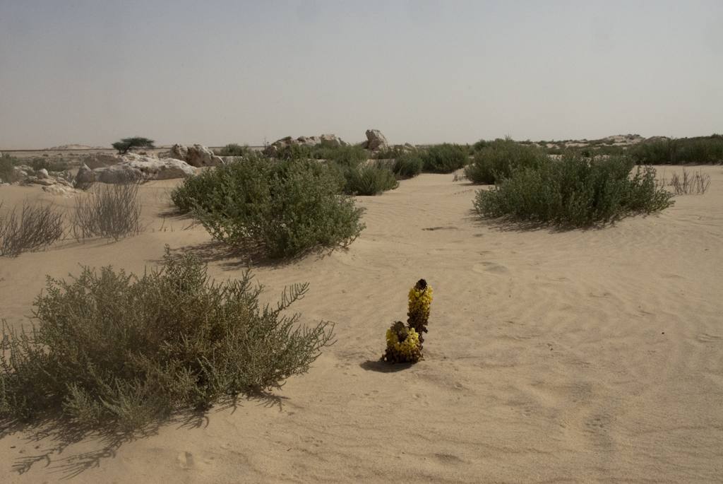 Sahara Pflanze 3