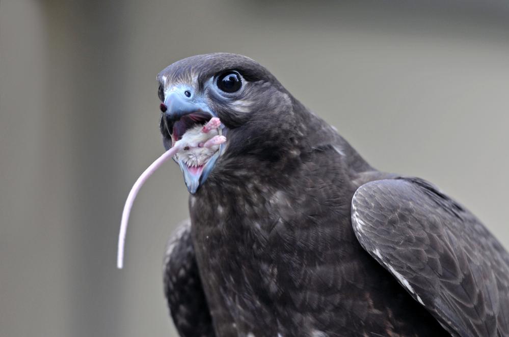 Sakerfalke mit Snack a22854603