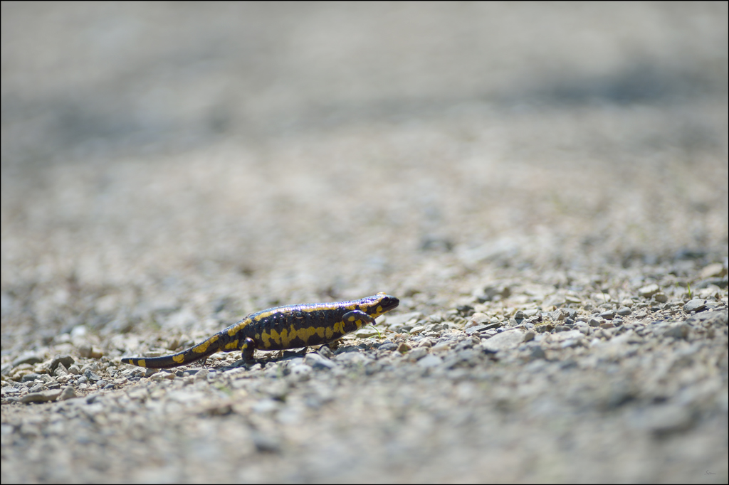 Salamander PZ13509