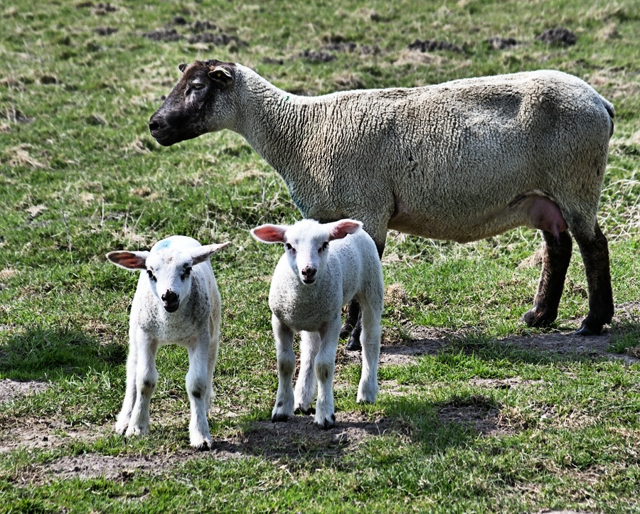 Salzlämmer mit Mama.jpg