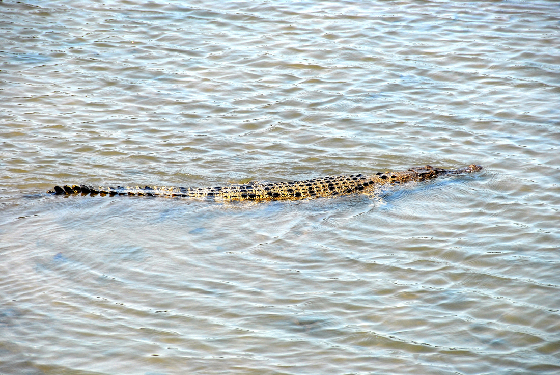 Salzwasserkrokodil 1.jpg