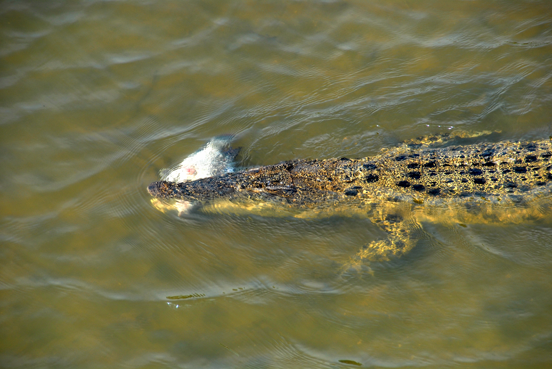 Salzwasserkrokodil 3.jpg