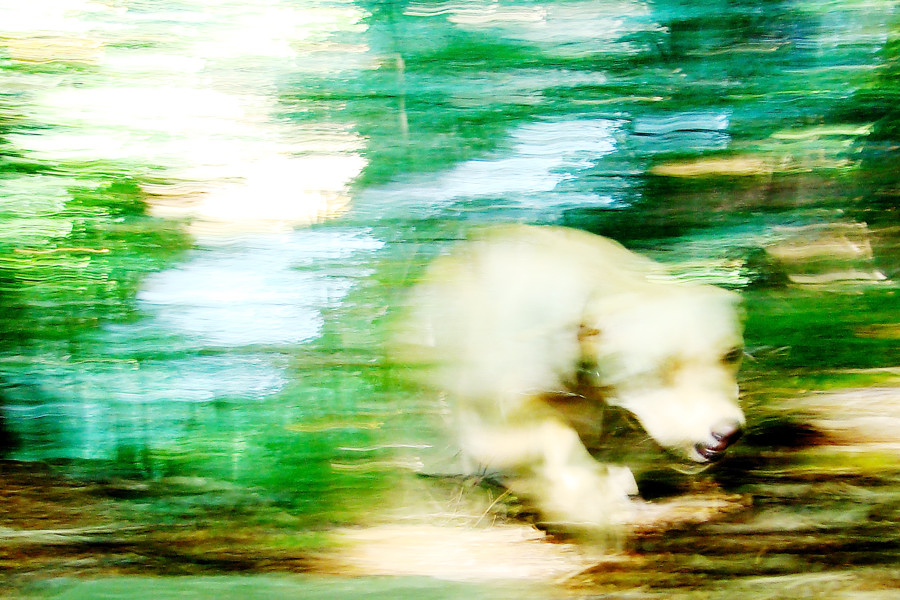 sam in-the-wood