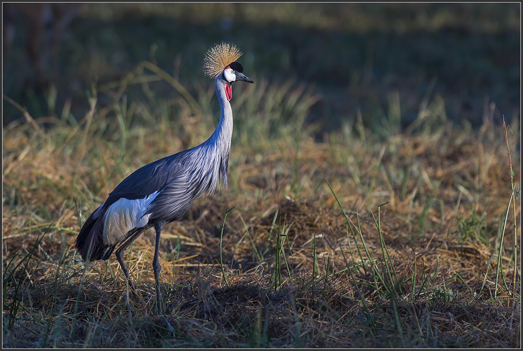 Sambia 0166