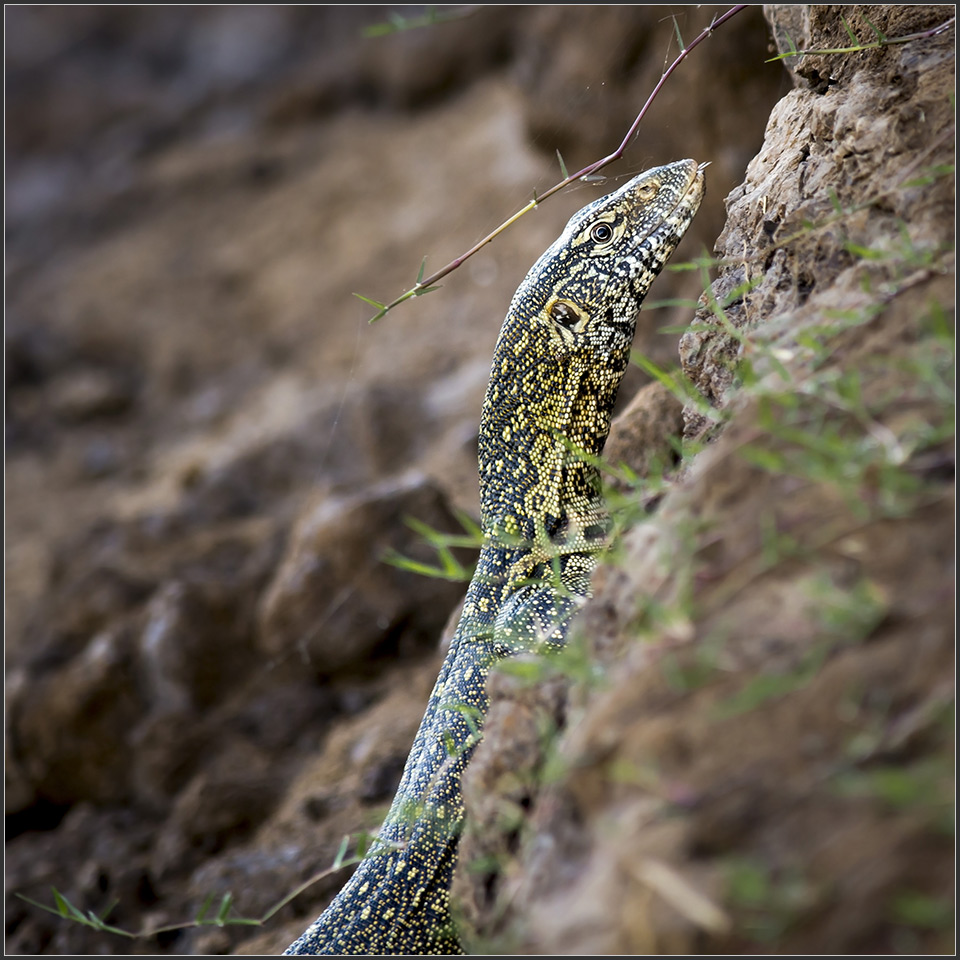 Sambia 0263