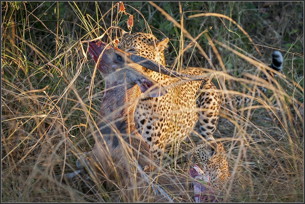 Sambia 0698