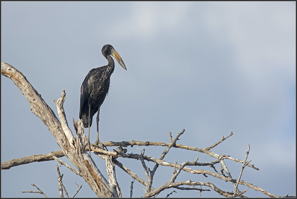 Sambia 0965