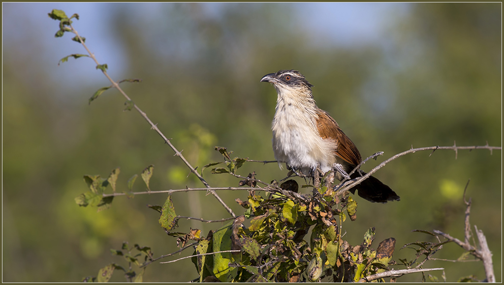 Sambia 2659.2