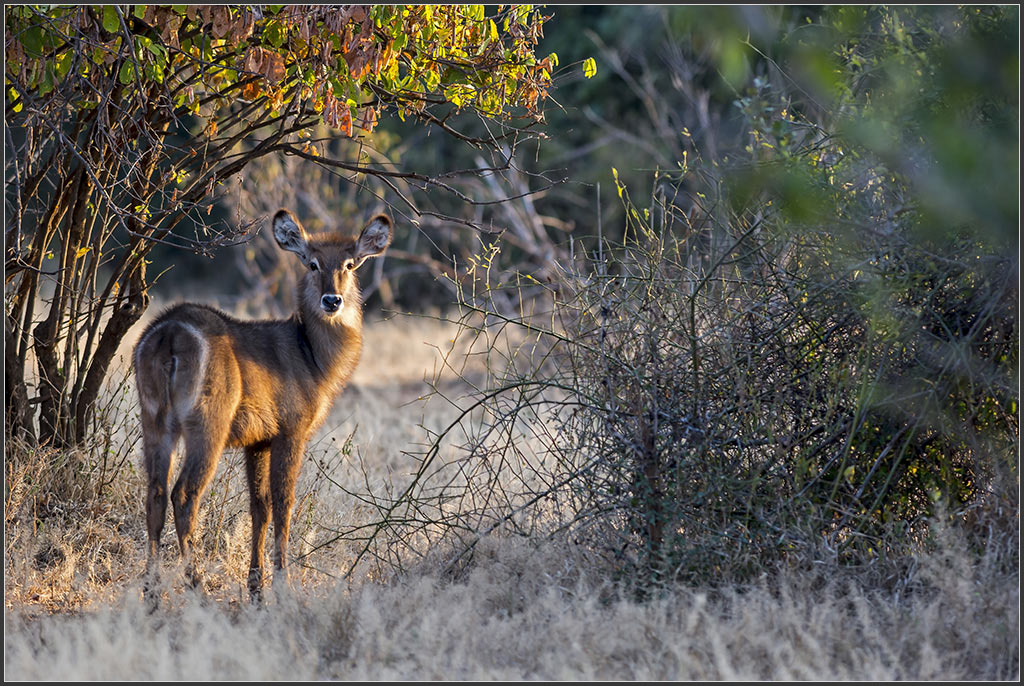 Sambia 3189