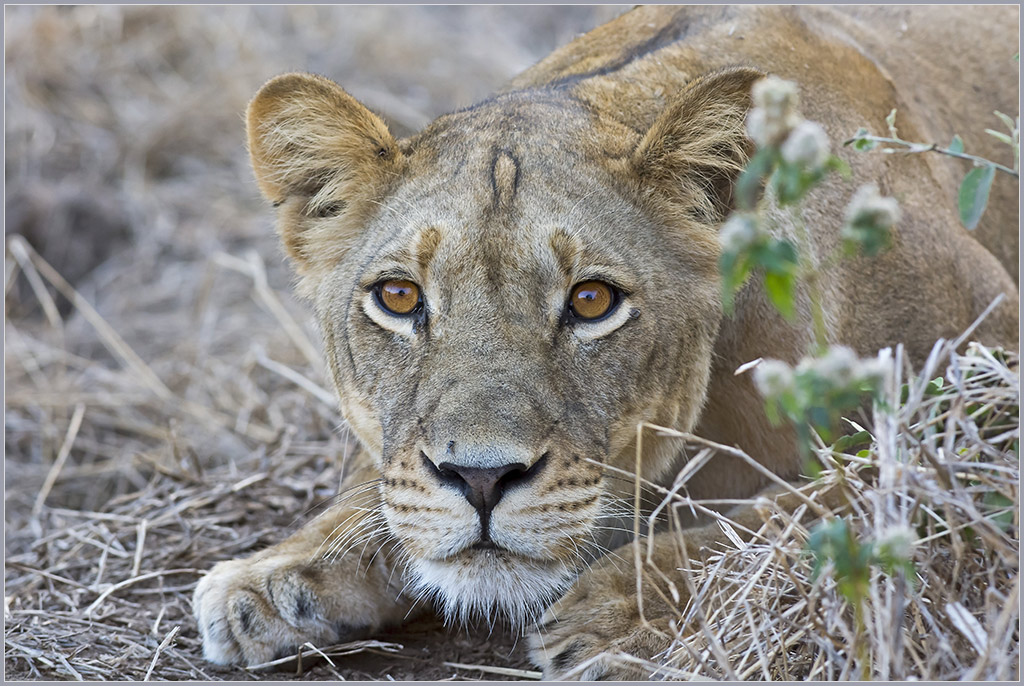 Sambia 3367