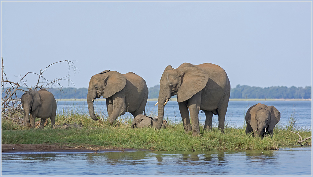 Sambia 3633