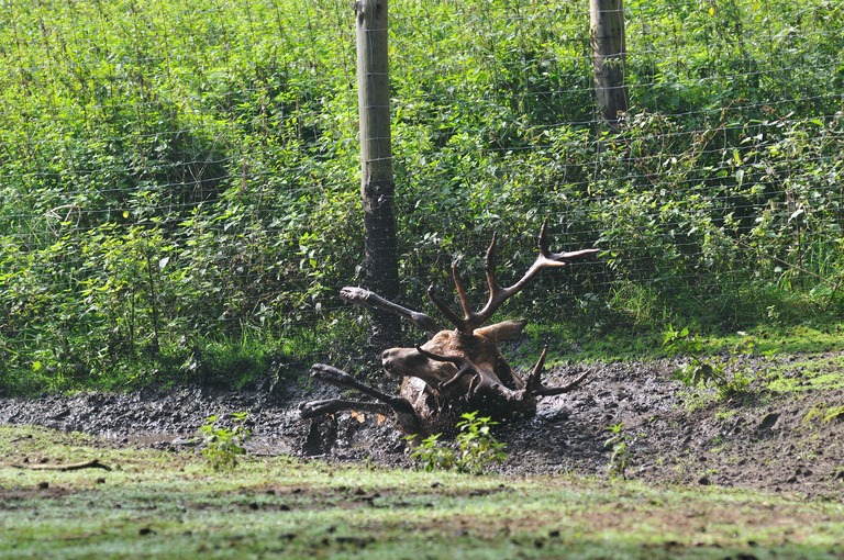 Samstag ist Badetag.

comp DSC 6297

D300, AF-D 2,8/ 80-200, F5,6, 1/320s, ISO 200, Monopod