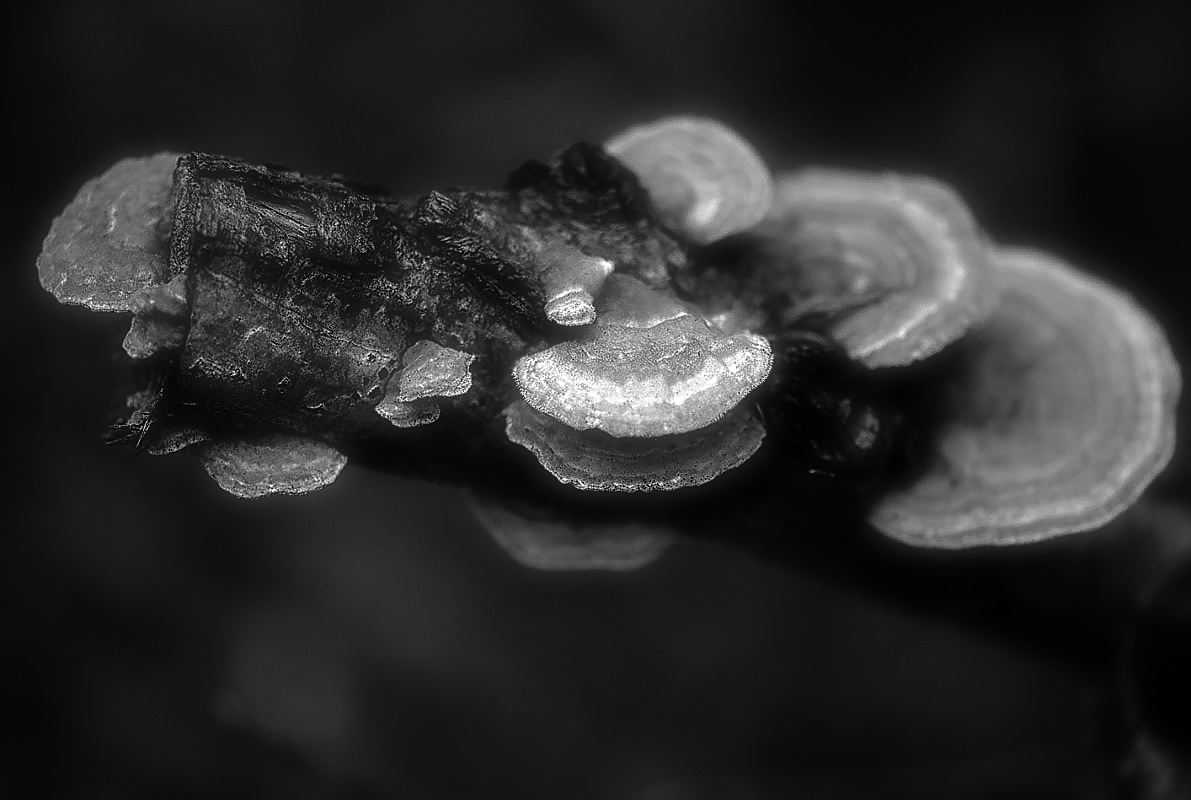Samtiger Schichtpilz 3 BW-1.jpg