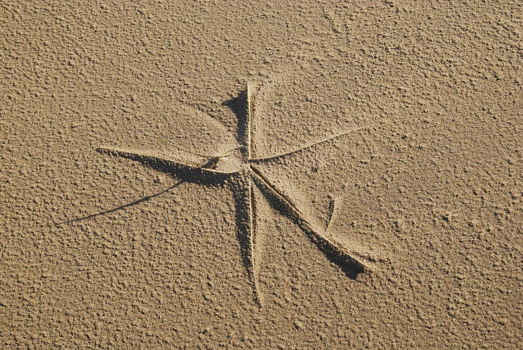 Sandblume