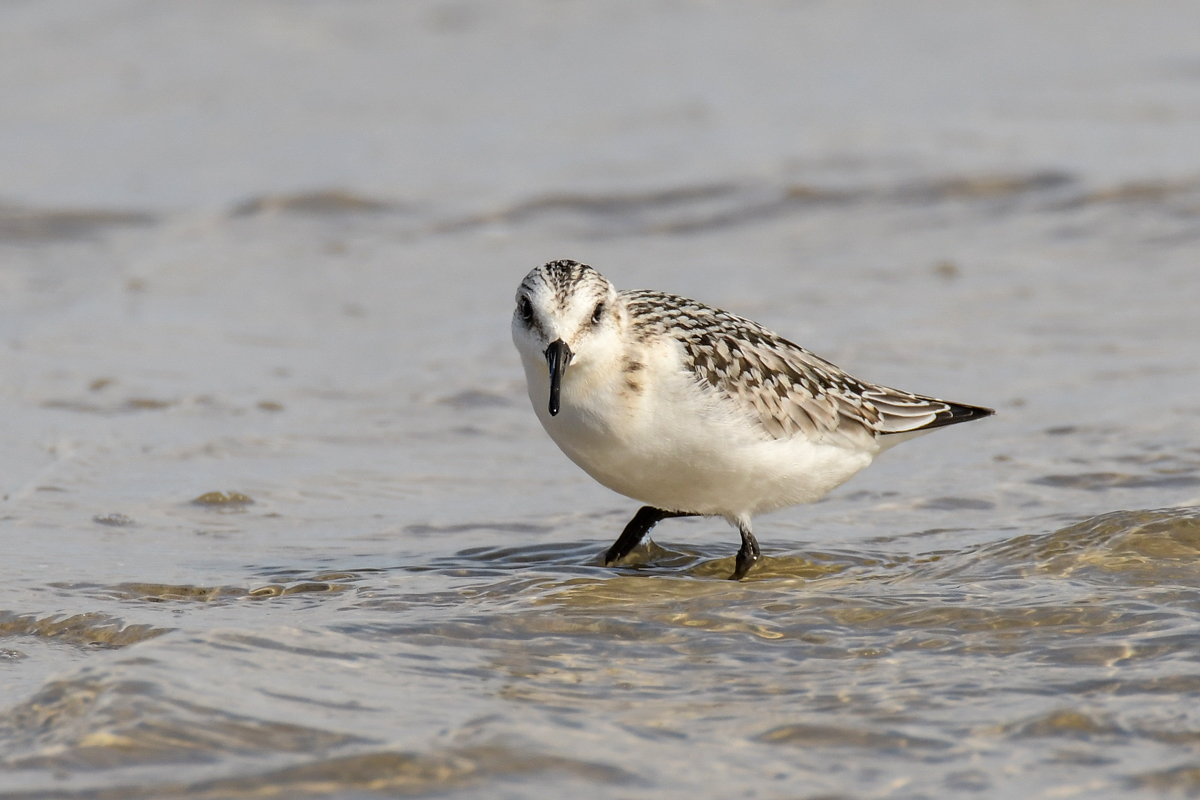 Sanderling 6268