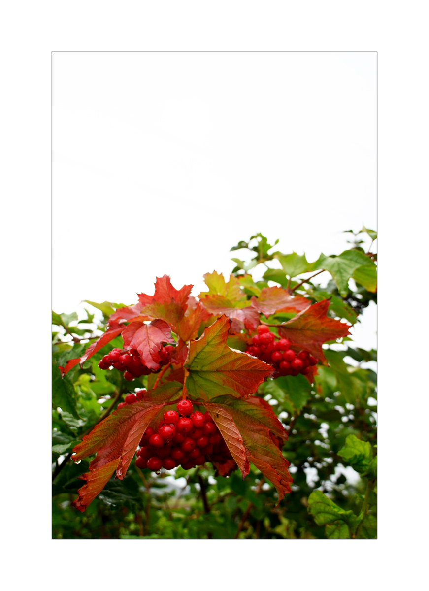 SasaDSC_0817.jpg
