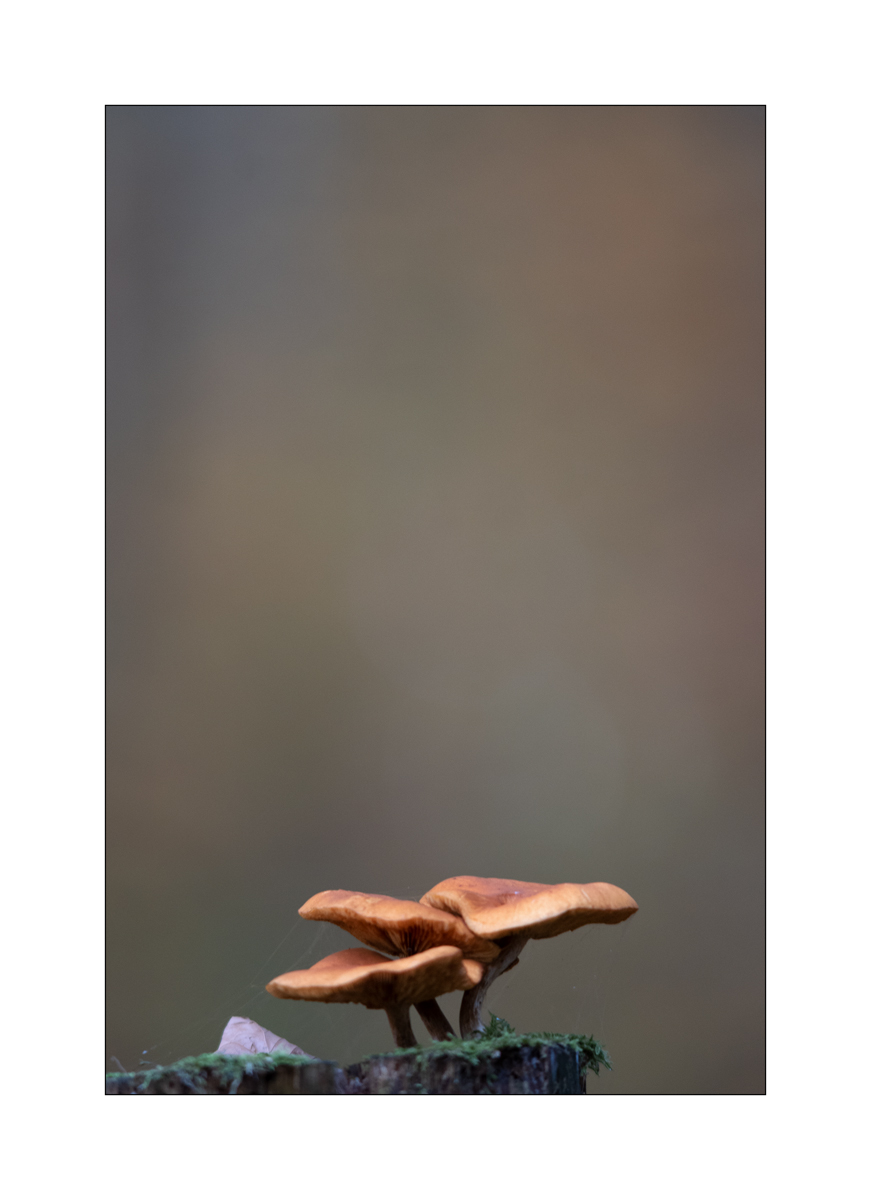 SasaDSC_1210.jpg