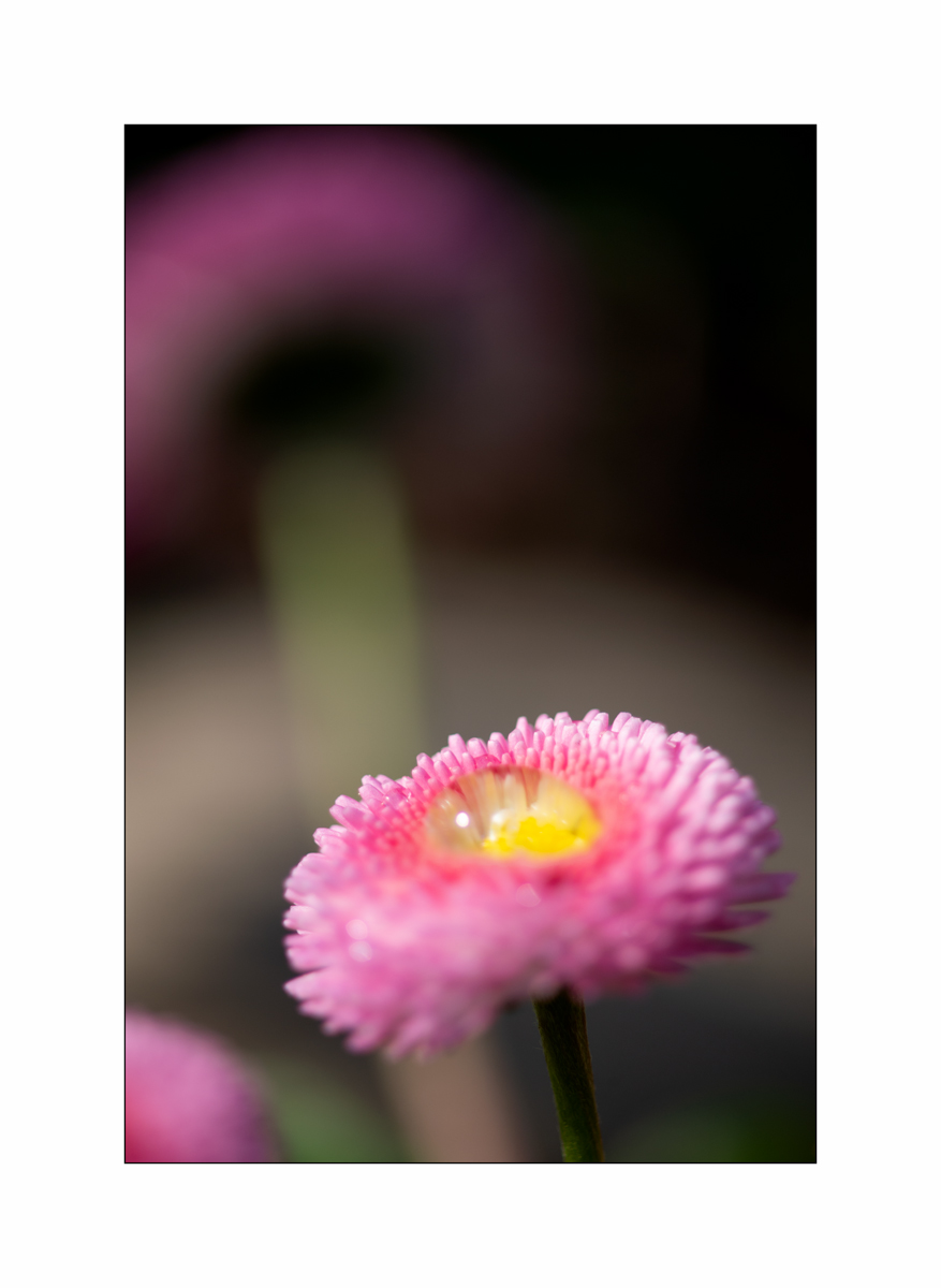 SasaDSC_3552.jpg