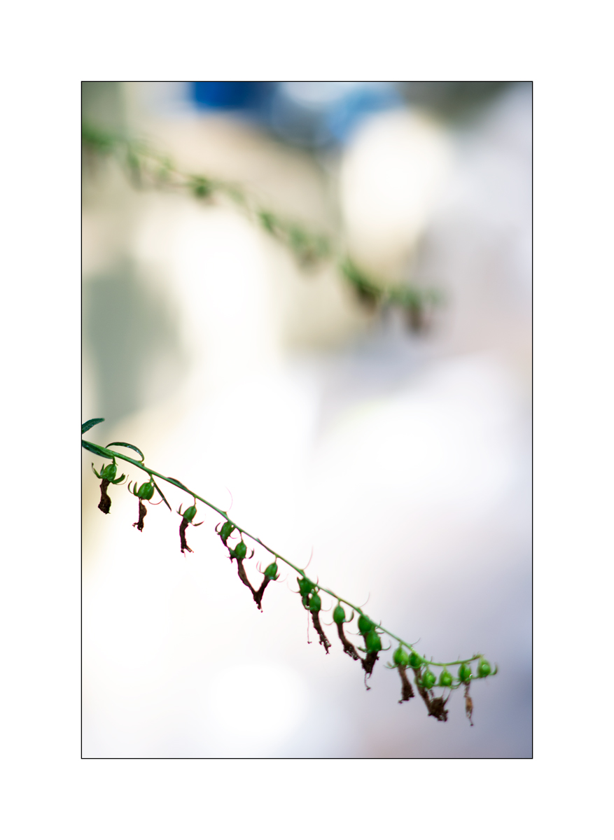 SasaDSC_5280.jpg