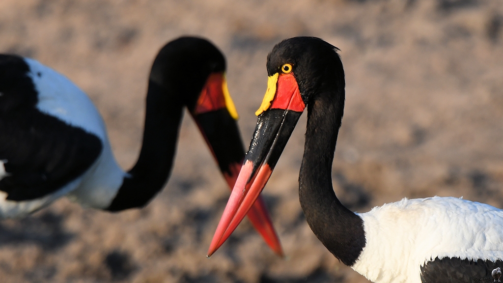 Sattelstorch (Saddle-bill stork)
Ruaha Nationalpark

s515 Ruaha Sattelstorch 3593