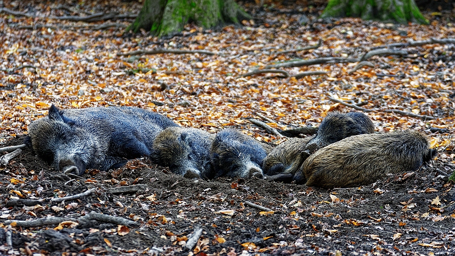 Sauhaufen