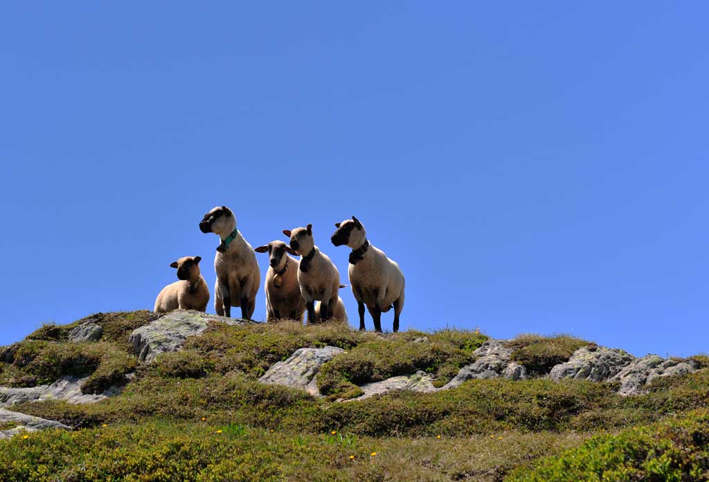 Saumweg Grimselpass  (Schweiz)