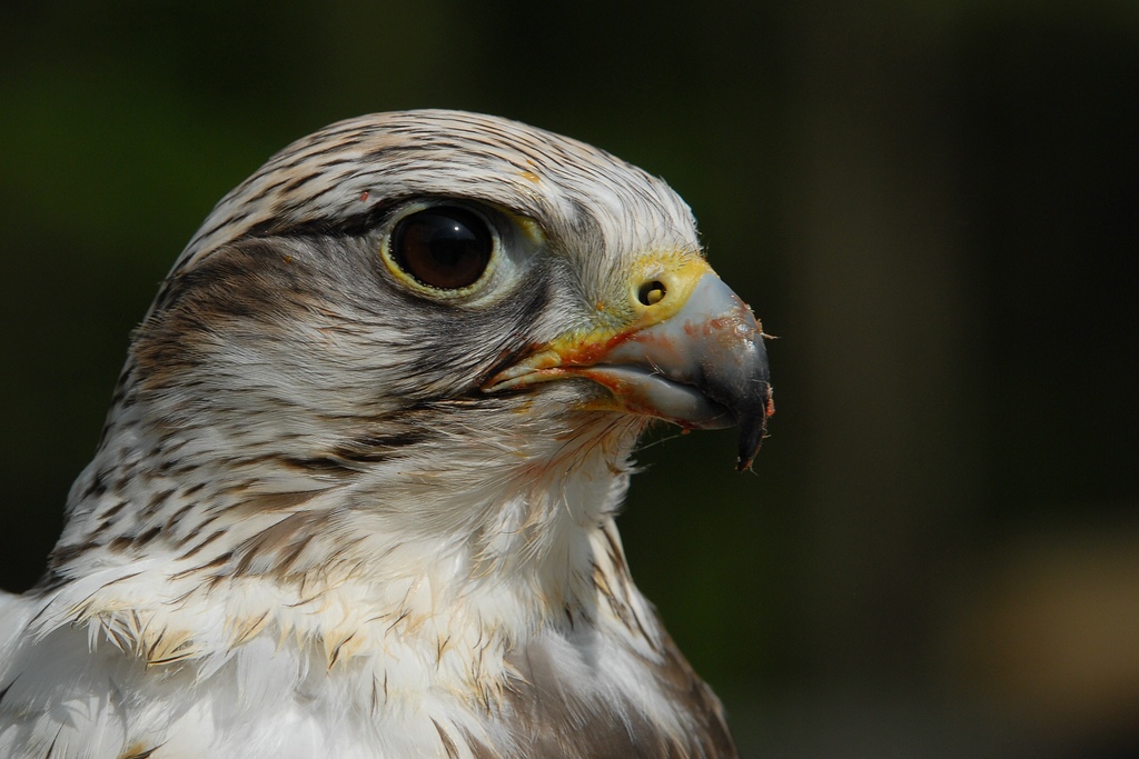 saupark sakarfalke 3