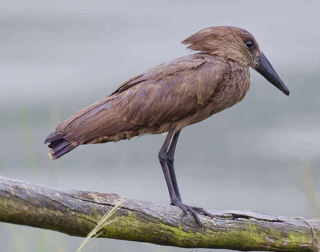 Sauwetter