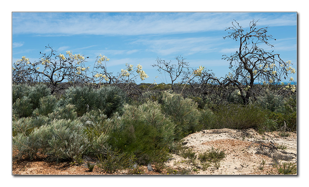 savanna