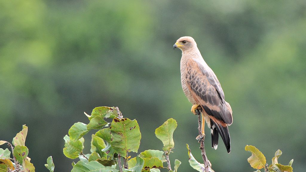 Savannenbussard (Savannah Hawk)
in Surama
1993
