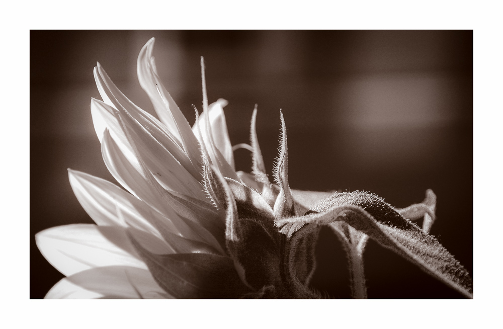 SB in bw (1 von 1)