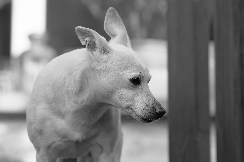 SC DSC 1142sw