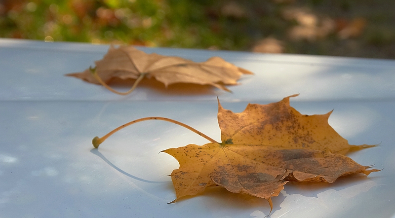 SC DSC 9950