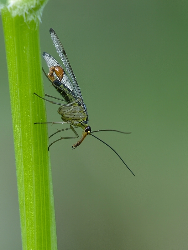 scfliege8300 hf
