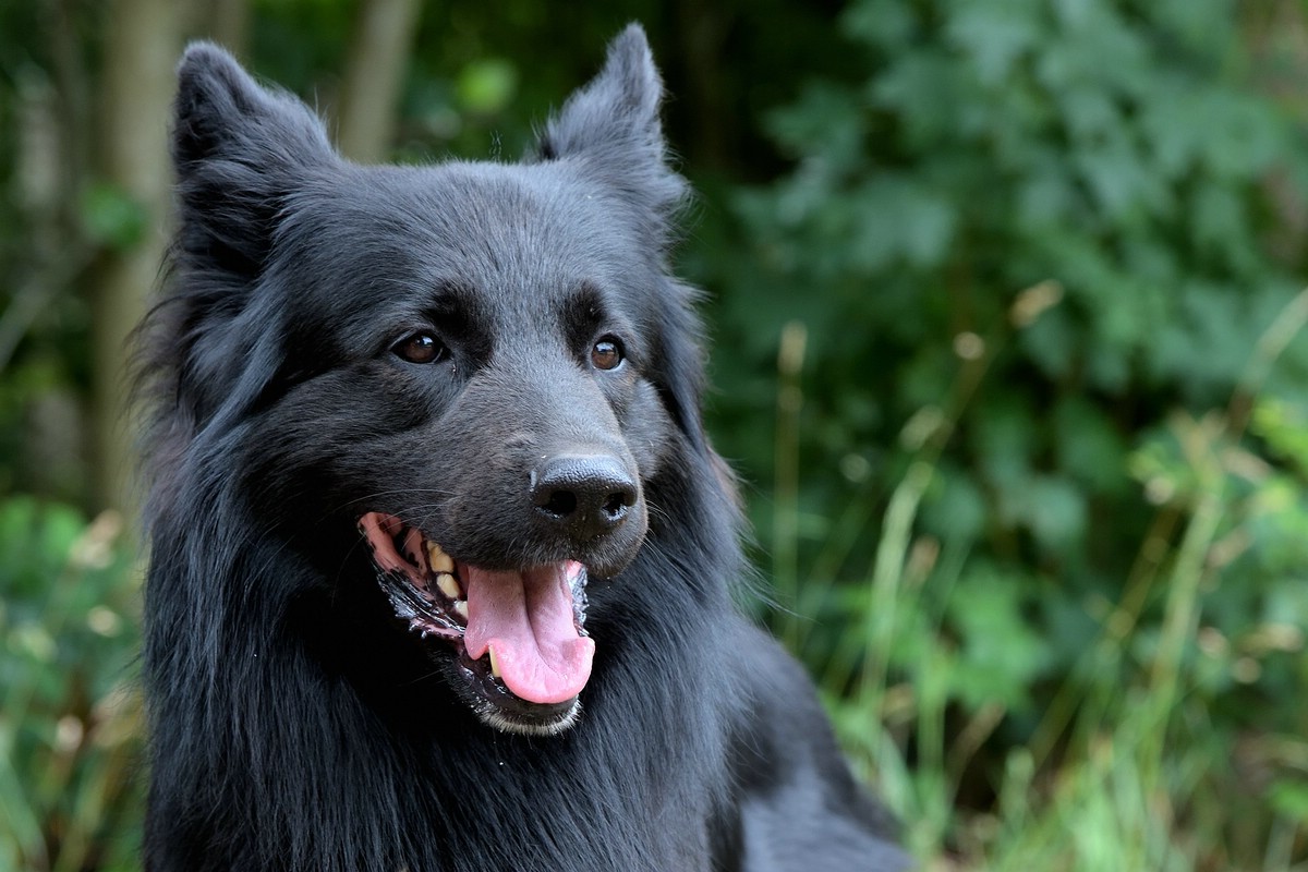 Schäferhund.jpg