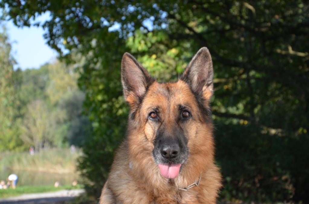 Schäferhund