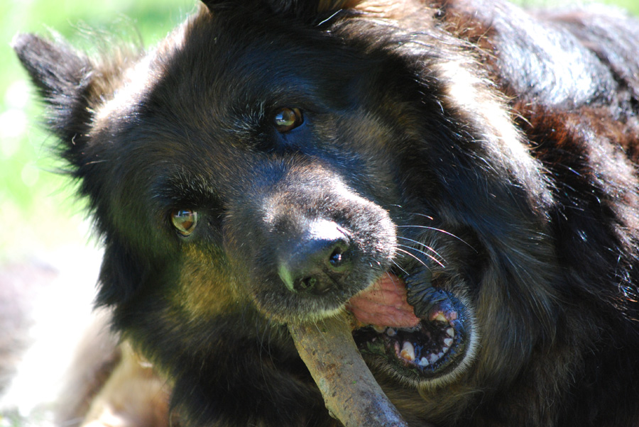 Schäferhund